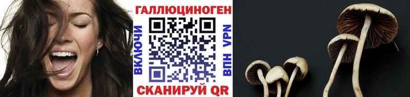 Купить  Кимовск  Псилоцибиновые грибы мицелий 